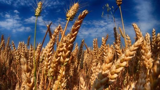 Българските зърнопроизводители излизат на протести в цялата страна. Причината -