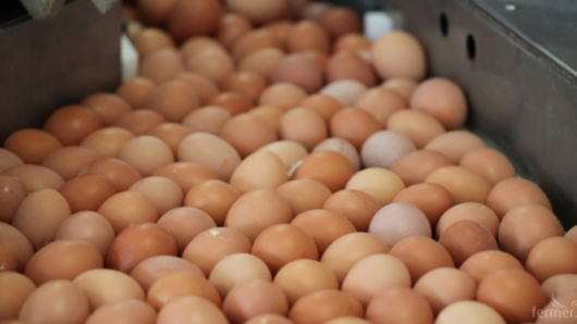 Празни рафтове за яйца – напоследък подобни гледки са по-често