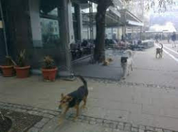 Войната между хората и кучетата в Благоевград продължава. Разхвърлена отрова