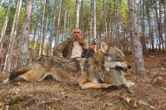 Благоевградчанинът Семир Хаджиев който е най успешният ловец на вълци