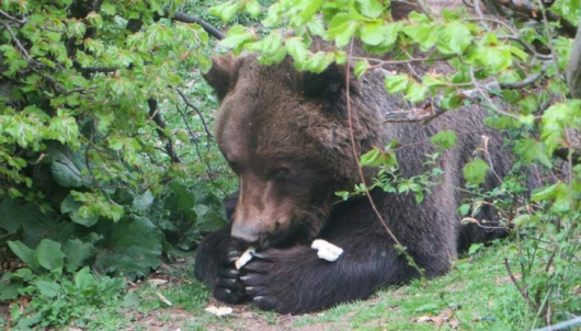 Паркът за мечки край Белица се сбогува с 33 годишния мечок
