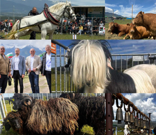 Само месец след създаването си сдружението на животновъди от Банско