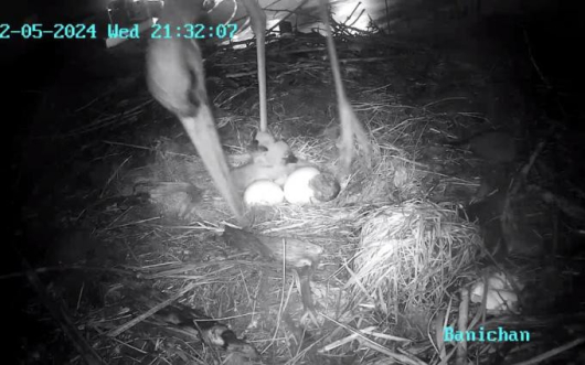 Излюпиха се две щъркелчета в гнездото на първото в България