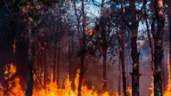 Днес следобед пламна борова гора над село Осеново община Банско