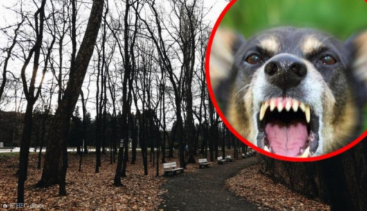 Истински кошмар в южния парк в София Домашно куче е