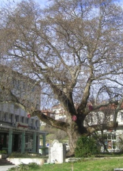 650-го­диш­но дър­во в Сан­дан­ски има чу­до­дей­на си­ла и це­ри бо­лес­ти.
