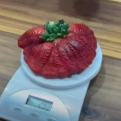 Израелският фермер Цачи Ариел показа своята гигантска ягода, която е