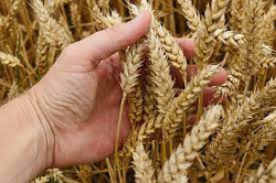 Цените на пшеницата достигнаха рекордно високи стойности в европейската търговия
