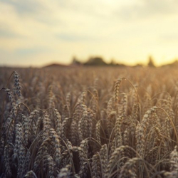 Пшеницата е по скъпа от всякога а кризата с глада се