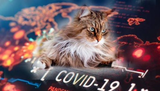 Тайландска ветеринарна лекарка се е заразила с COVID 19 от котка