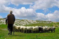 Овчарят на санданското село Лиляново изчезна мистериозно. Той извел овцете