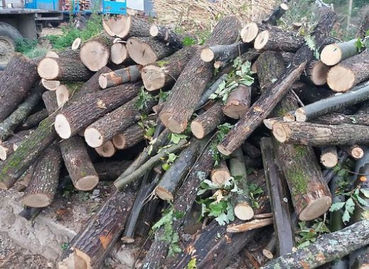 Заявките за дърва за огрев през настоящата година са с