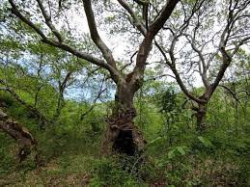 МОСВ защити 16 декара земя в Санданско Под закрила вече