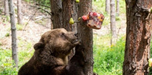 Своеобразни сладоледи разхлаждат обитателите на парка за мечки в Белица