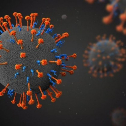 Учени от Китай и Сингапур са идентифицирали нов вид хенипавирус