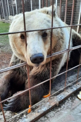 Ново мечепристига в Парка за мечки край Белица каза ръководителят