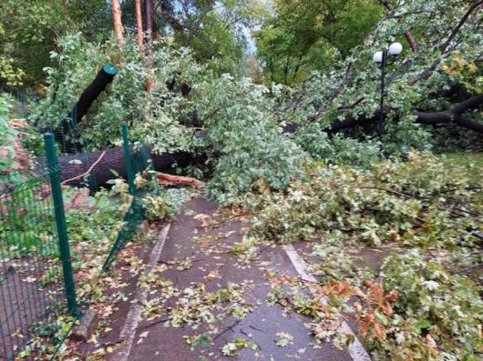 В Сандански и Петрич има паднали дървета около 18 30