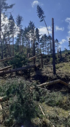 Има нанесени щети основно на територията на горскостопански участък Гоце