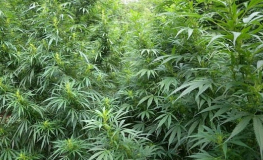 97 растения канабиссаизкоренениот полицейски служители вКюстендил съобщиха от МВР Растенията са