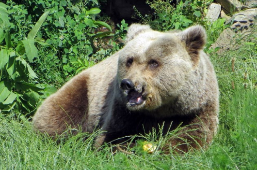 Една от най старите мечки в България не може да заспи