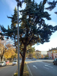 Община Благоевград започна изсичане на потенциално опасни дървета кипариси на