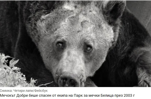 Паркът за мечки в Белица загуби един от най старите си