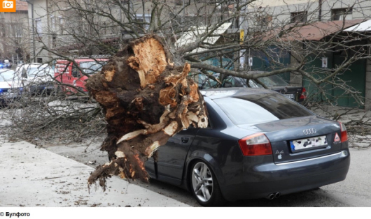 Дебело дървопремаза спрял автомобилв Харманли Водачът е оцелял по чудо Инцидентът