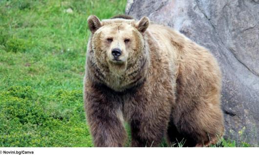 Паркът за мечки край Белицаще бъде отворен запосетителина 10 април