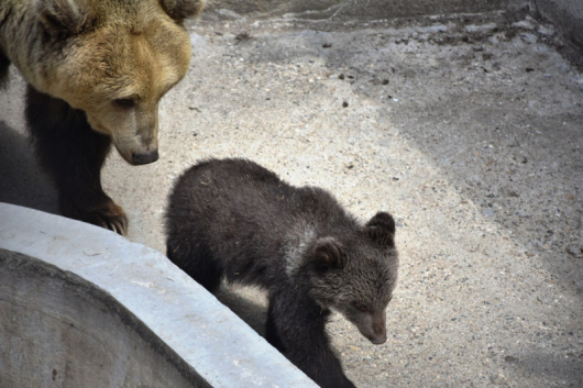 Сладко кафяво мече е най новият обитател на благоевградския зоопарк То