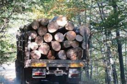 Камион с контрабандна дървесина бе задържан вчера от служители на