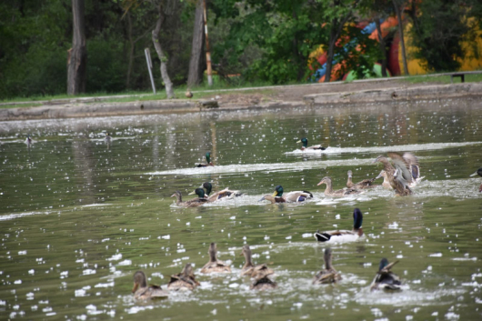 Днес около обяд те бяха пуснати в езерото на парк