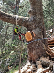 Екипът за обезопасяване и опазване на най старото иглолистно дърво в