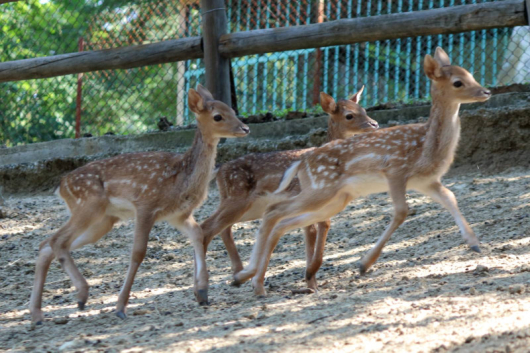 Три новородени сърнички вече радват посетителите на зоопарка в Благоевград