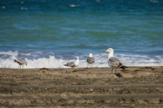 Тонове използвани мокри кърпичкие изхвърлило морето наЮжния плажвъв Варна между