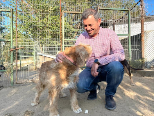 Проблемът с бездомните кучета ескалира в Сандански и ни е