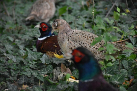 Най-новите обитатели на парк Бачиново“ сакрасиви фазани,съобщиха от община Благоевград.Те