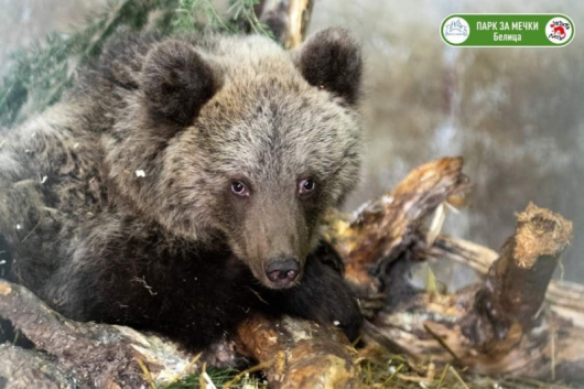 Паркът за мечки в Белица управляван съвместно от ЧЕТИРИ ЛАПИ