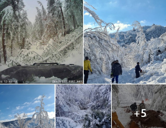 Дебел сняг и десетки паднали дървета затрудниха достъпа до две