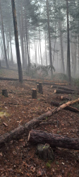 Потресаващи снимки на обезобразена гора разпространиха вчера от ЮЗДП Благоевград