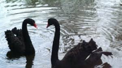 Един от двата черни лебеди в благоевградския парк Бачиново издъхна