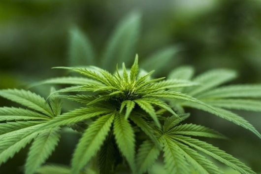 От 1 април германците ще могат легално да ползват марихуана