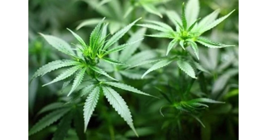 Какви са новите правила за консумацията на марихуанаГермания легализира канабиса