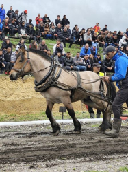 Традиционният шампионат на тежковозните коне в Разлог събра стотици любители
