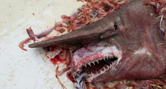 Всъщност 6-метровото чудовище от снимката е гоблинова акула – един от най-редките видове въобще. Тя се среща в дълбоки води край Япония и залива в Мексико, но е толкова трудно досегаема, че е първата от 10 години насам.