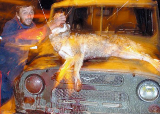 В. Гаврилов се снима за спомен с отстрелян от ловната дружина вълк