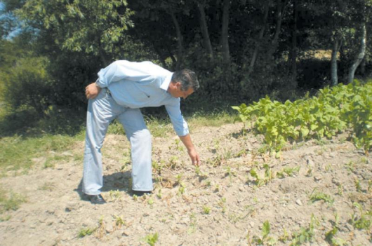 Кметът Венци Кацаров отчаяно обикаля полето със съсипаната реколта