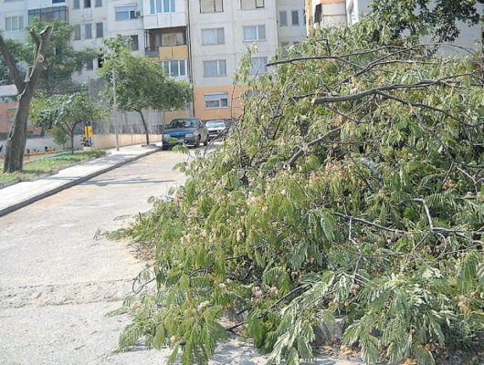 Неизвестни лица отрязаха декоративното дърво албиция пред блок 1 в жк “Изток”