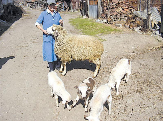 Катерина Димитрова с овцата Мартина и четирите й рожби