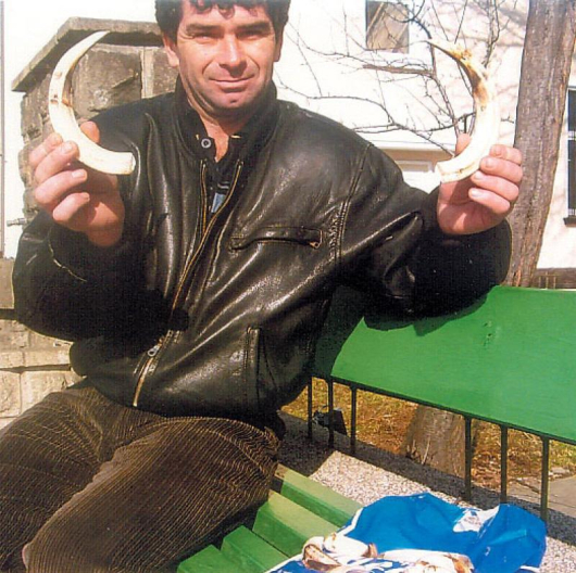 Красимир Марков от Ощава показва новия си трофей - глиги с дължина 27 см