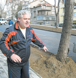 Румен Костадинов показва срязаните корени, които правят опасни многогодишните липи